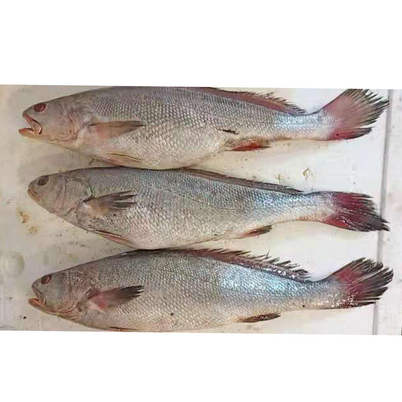 鲜活水产品市场动态与乳山熟食麻辣海鲜罐头价格行情解析